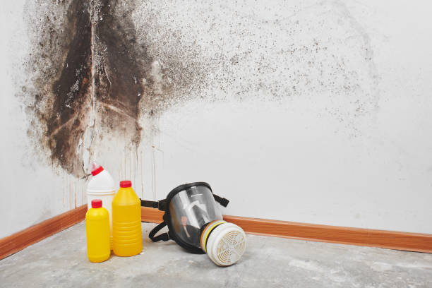 Best Professional Mold Removal  in Riverdale, CA