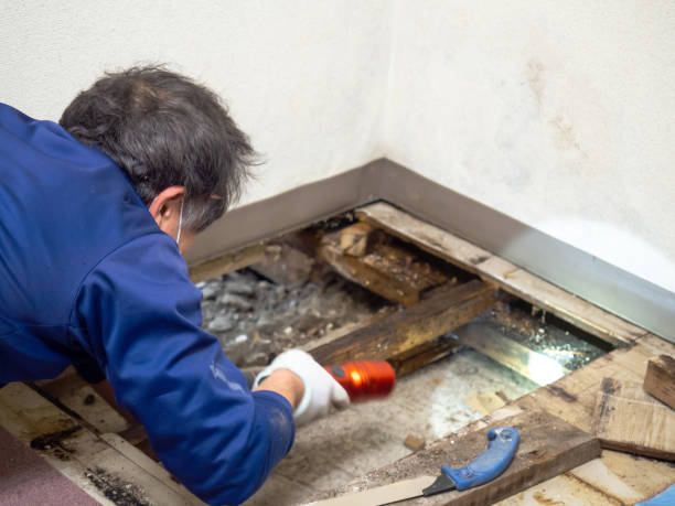 Best Attic Mold Removal  in Riverdale, CA
