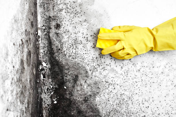 Mold Removal Process in Riverdale, CA