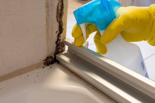 Best Fast Mold Removal  in Riverdale, CA
