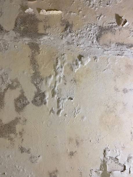 Best Mold Cleaning Services  in Riverdale, CA
