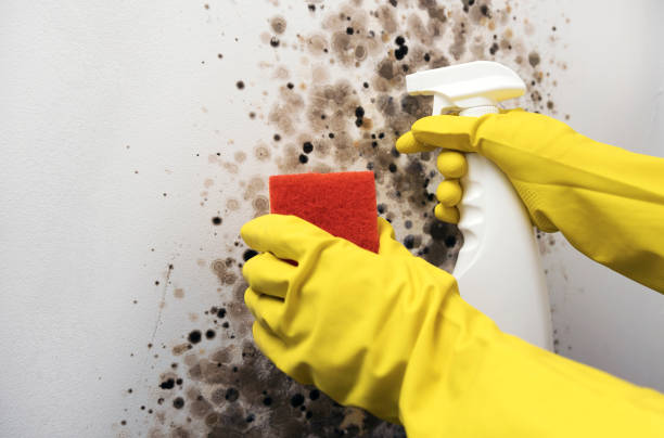 Best Commercial Mold Removal  in Riverdale, CA