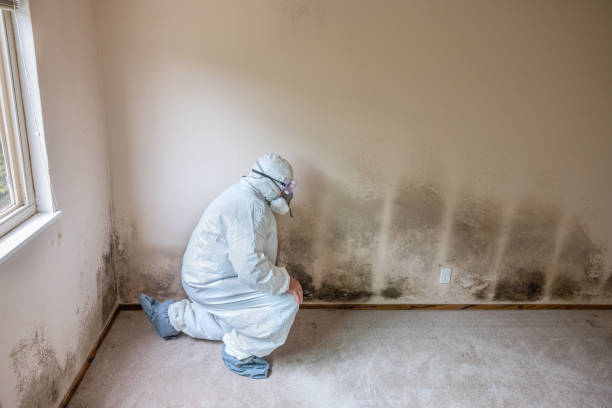 Best Certified Mold Removal  in Riverdale, CA