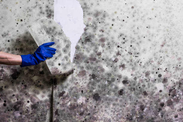 Best Black Mold Removal  in Riverdale, CA