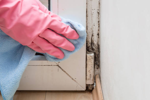Best Certified Mold Removal  in Riverdale, CA
