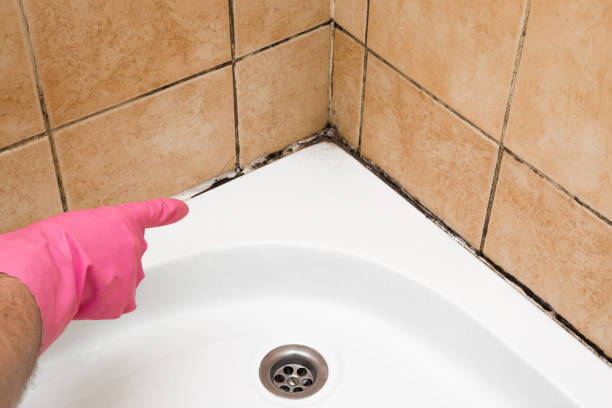 Best Commercial Mold Removal  in Riverdale, CA